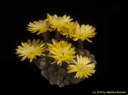 Lobivia arachnacantha 1724